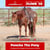 Annuncio cavallo