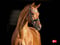 Horse ad