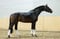 Annuncio cavallo