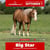 Paardadvertentie