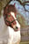 Horse ad