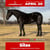 Annonce cheval