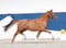 Anuncio de caballos