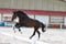 Horse ad