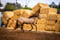 Horse ad