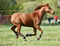 Annonce cheval