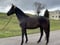 Horse ad