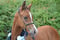 Horse ad