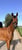Annuncio cavallo