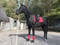 Horse ad