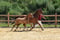 Horse ad