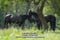Annuncio cavallo