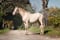 Horse ad
