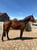Horse ad