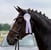 Annuncio cavallo