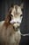 Annonce cheval