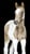 Horse ad