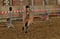Horse ad