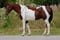 Horse ad
