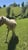 Horse ad