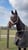 Horse ad
