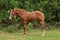 Annuncio cavallo