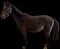 Horse ad
