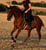 Horse ad