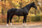 Annuncio cavallo