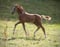 Annonce cheval