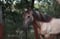 Horse ad