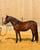 Horse ad