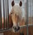 Annuncio cavallo