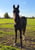 Horse ad