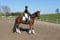 Annonce cheval