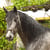 Horse ad