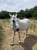 Annuncio cavallo