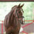 Annuncio cavallo