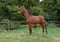 Horse ad