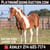 Horse ad