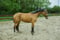 Horse ad