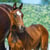 Annuncio cavallo