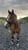 Horse ad