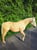 Annuncio cavallo
