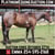 Horse ad