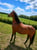 Annuncio cavallo