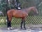 Horse ad