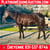 Horse ad