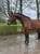 Horse ad