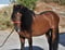 Horse ad